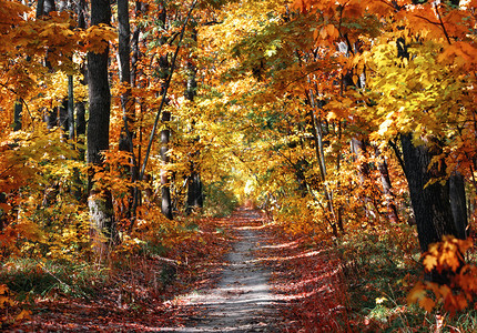 秋季森林里的小道图片