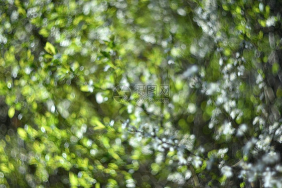 绿色自然布基h抽象背景照片旧镜头季节明亮的圆圈图片