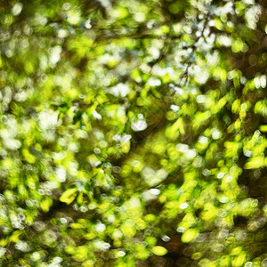 圆圈太阳绿色自然布基h抽象背景照片旧镜头艺术图片