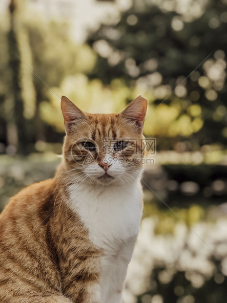 户外的流浪猫图片