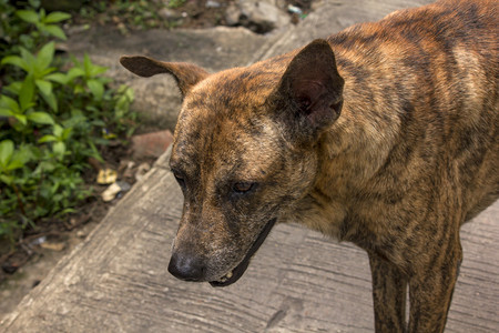 夏天荒野犬类棕狗在人行道上走着寻找什么图片