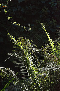 阳光照射下午地中海花园详细背景纹理桑利Sunlit藤条有机连接植物地中海花园南里特Sunlit亚热带图片