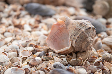 贝类夏天海主题背景与贝壳散落特写海贝收藏壳背景海主题与贝壳散落特写海贝收藏蓝色的图片