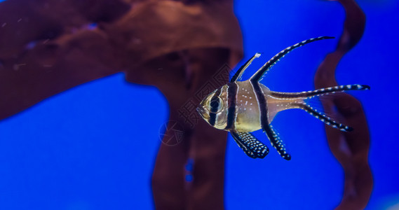 上海海洋水族馆岛屿黑色的高清图片