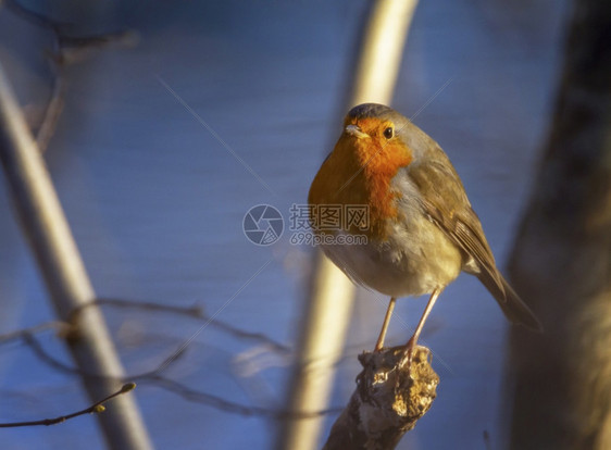 经过欧洲罗宾ErithacusRubecula或Robin红胸白天在树枝上徘徊知更鸟棕色的图片