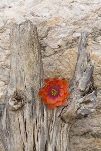 单花橙色朵是锋利的与死去瓜罗木比喻式对是图森亚利桑那州阿美尔斯柯西南花是刺猪仙人掌的开花死美国单身图片
