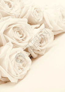 莫罗佐娃复古的塞皮亚美丽白玫瑰可以用作婚礼背景Soft聚焦点Retro风格图片