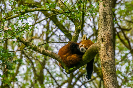 红熊猫睡在树上来自亚洲的濒危动物种较小的休息图片