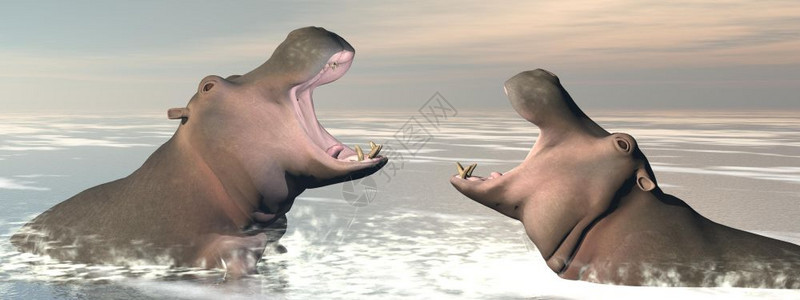 白色的齿两头河马在水中用嘴张开战斗由日落的河马打斗3D形象的图片
