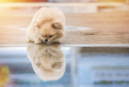 地面头发棕色的小可爱狗Pomeranian混合品种北京狗站在有水和反射的地板上图片
