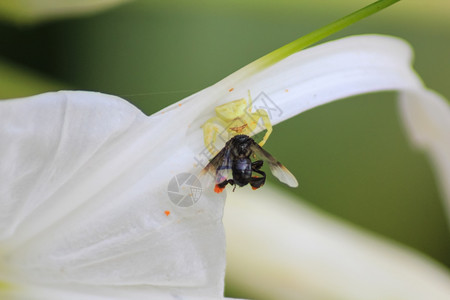 螃蟹蜘蛛在花上捕猎黄蜂伏击螳螂科一种图片