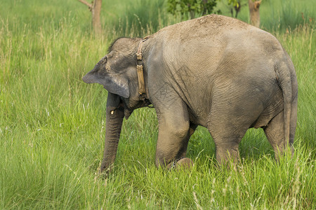 皮肤喂养亚洲大象吃草或在亚洲野生物照片中喂食美丽图片