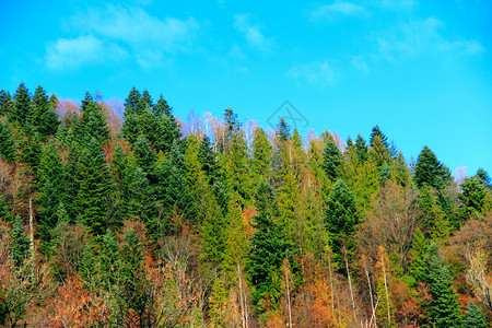 旅游分支秋天有多彩森林覆盖的山峰率高的岳五彩缤纷图片
