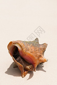 松弛生活美丽的贝壳里面有一只蜗牛在卡里维的沙滩上有很多复制空间支撑图片