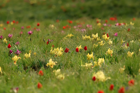 郁金香花团锦簇图片