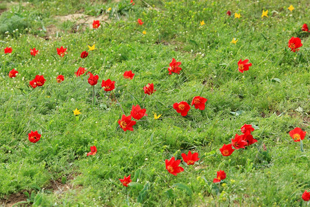 郁金香花团锦簇图片