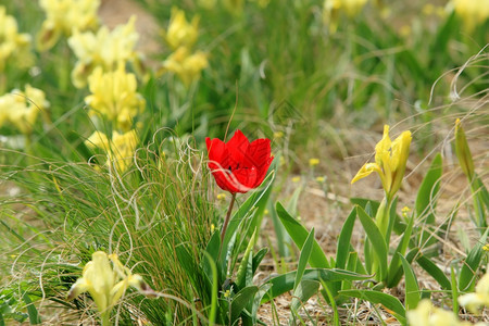 郁金香花团锦簇图片