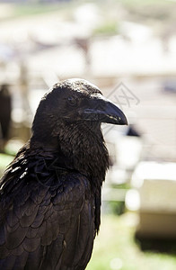 黑暗的公园大自然中黑乌鸦迷信和野鸟细节出去背景图片