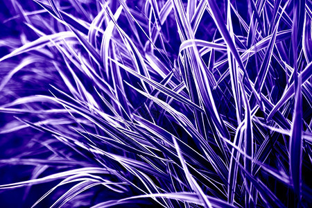 模糊有色质子紫彩有创意的抽象草植物天然背景双色调图片