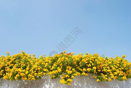 漂亮的在下面植物群蓝色天空下墙上的黄蓝兰大花朵背景图片