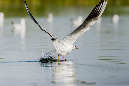 海格尔试图从纳萨罗瓦湖中取走多米尼加海鸟野生动物图片