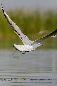 羽毛迁徙海格尔试图从纳萨罗瓦湖中取走海带图片