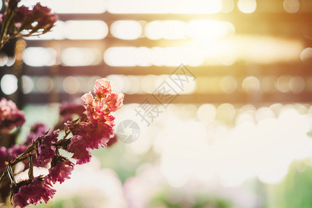 家夕阳下的干花束分支植物图片