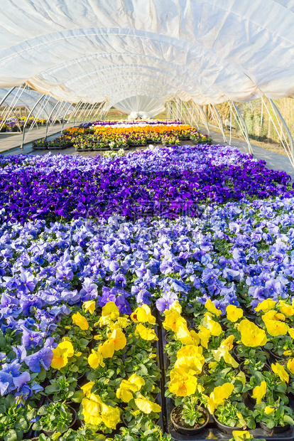 彩色蓝和紫的花朵盆子绿色蓝和紫荷兰为了温室图片