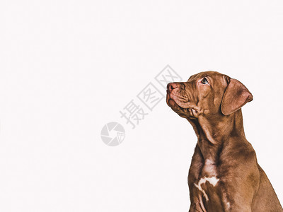 坐着照顾教育服从训练和养宠物的概念年轻可爱的巧克力颜色小狗可爱的巧克力颜色小狗Closeup巧克力彩色小狗白孤立的背景摄影工作室图片