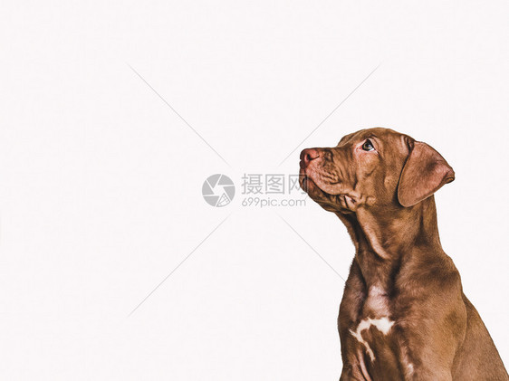 坐着照顾教育服从训练和养宠物的概念年轻可爱的巧克力颜色小狗可爱的巧克力颜色小狗Closeup巧克力彩色小狗白孤立的背景摄影工作室图片