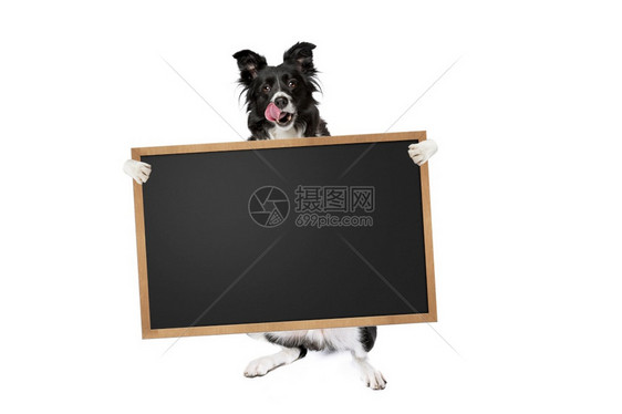 在白色背景上被孤立的持有空白标语牌或黑板的边境狗拿着空白标语的边境狗信息卡片正面图片