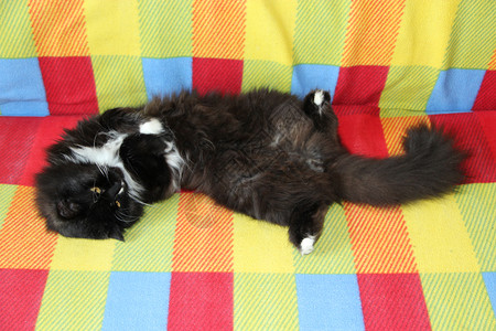 鼻子生活懒惰的黑猫躺在彩色沙发上黑白猫躺在彩色布艺沙发背上Domectic动物休息一下黑猫躺在彩色沙发上动物休息一下有色图片