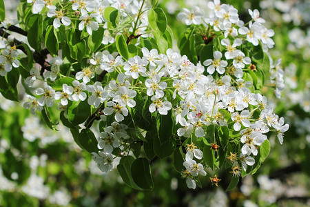 散景布拉德福四月春天背景美丽的树枝梨开花反对蓝色背景春天美丽的树枝梨开花反对蓝色背景图片