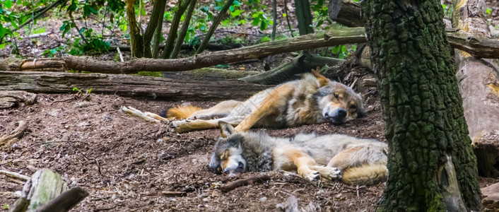 灰色狼情侣一起躺在地上森林里来自欧亚森林的野生动物群落犬类小狗盒图片