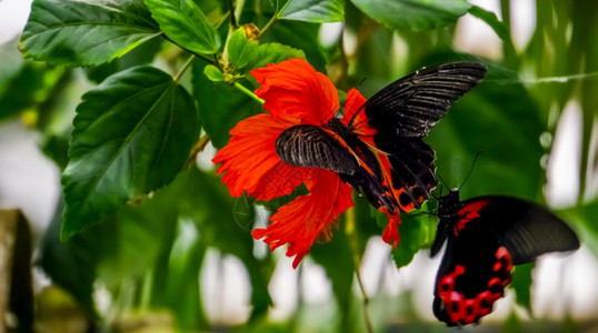 植物翅膀亚洲热带昆虫种形的象皮花上一只红色蝴蝶的大型紧闭科图片