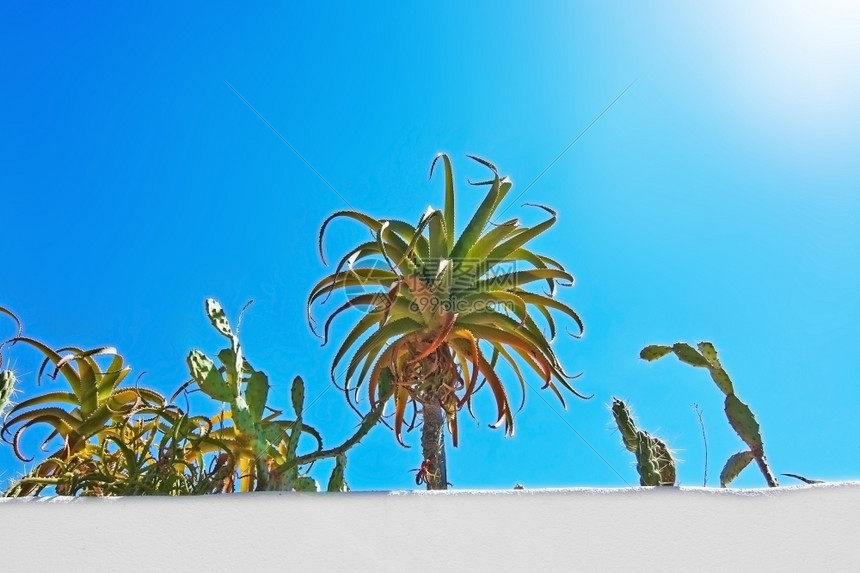 9月在西班牙马洛卡Mallorca与绿色亚热带植物对抗蓝色天空的白野墙有机的城市复制图片