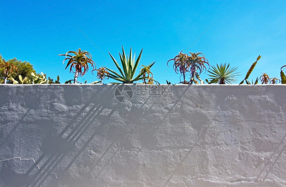 9月在西班牙马洛卡Mallorca与绿色亚热带植物对抗蓝色天空的白野墙复制自然旅游图片