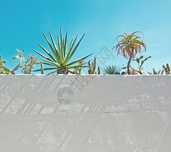 欧洲9月在西班牙马洛卡Mallorca与绿色亚热带植物对抗蓝色天空的白野墙目地自然图片