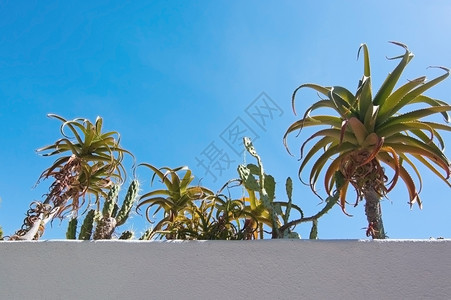 白天复制9月在西班牙马洛卡Mallorca与绿色亚热带植物对抗蓝色天空的白野墙户外图片