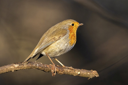 欧洲知更鸟Erithacusrubecula或知更鸟redbreast栖息在日落时分的树枝上redbreast栖息在树枝上可爱的图片