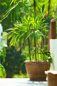 花园木板院子桌上的绿色栽培植物自然家图片