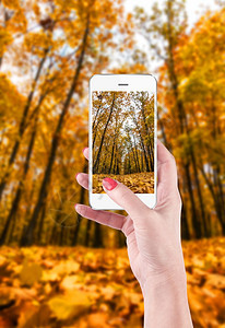 组织者接触沟通手握和摸智能机拍摄美丽的秋天风景女用手图片