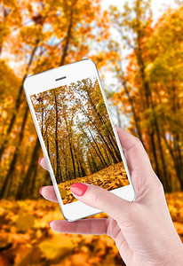 手握和触摸智能机拍摄美丽的秋天风景女用手触碰现代的移动图片