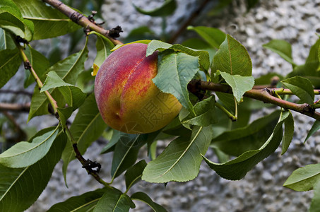 桃子被推荐为背景的单一成熟水果保加利亚ZavetZavet市Peach树枝或Prunuspersica饮食甜的图片