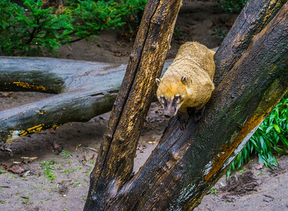 低地尾巴动物美洲南部的热带浣熊座落在一棵树上从美洲来的热带浣熊图片