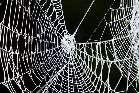 蜘蛛般的动物工作大旧蜘蛛网图片