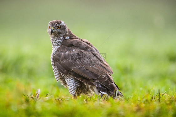 鸟类学图霍尔斯基野生动物夏季草原上的戈斯霍克金伯里GoshawkAccipatiergentiles在波兰的图乔斯基公园图片