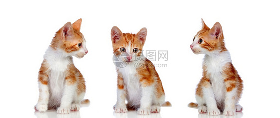 三只橘色小猫咪图片