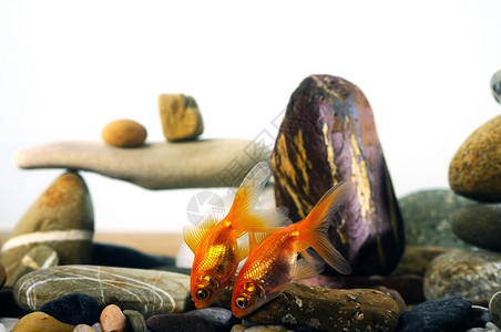 在精心安排的金石上水族馆里的两对金鱼自然海洋水色图片