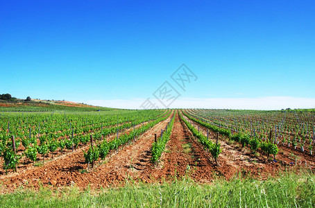 Alentejo田地绿葡萄园风土蓝色的葡萄牙语图片